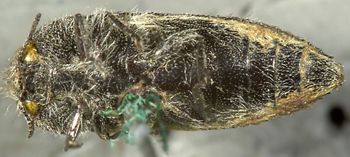 Media type: image;   Entomology 24413 Aspect: habitus ventral view